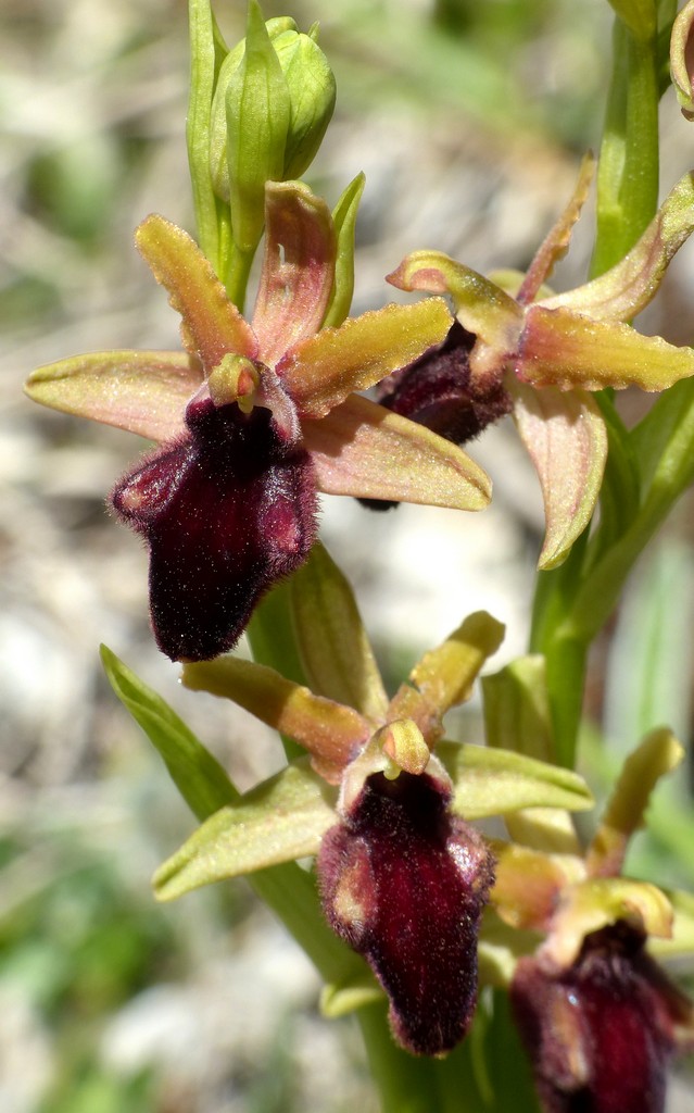 Ophrys promontorii : Abruzzo e Lazio 2019